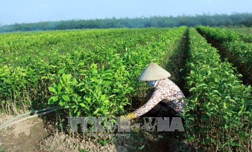 Tạo lập cơ chế tích tụ, tập trung ruộng đất cho sản xuất quy mô lớn