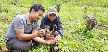 Quảng Nam kiến nghị Quốc hội xem xét, ban hành Luật Sâm Việt Nam