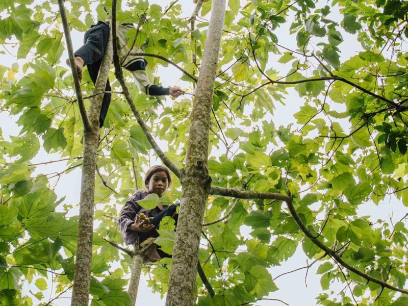 Săn lộc trời: Mùa trẩu trên non - ảnh 2