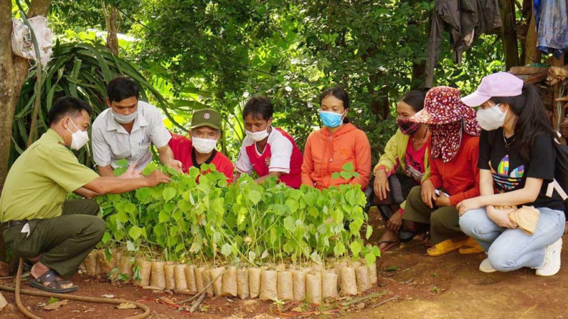 Săn lộc trời: Mùa trẩu trên non - ảnh 3