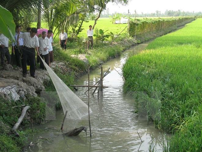 Sản lượng cá đồng tại Cà Mau giảm 1/3 so với cùng kỳ nhiều năm