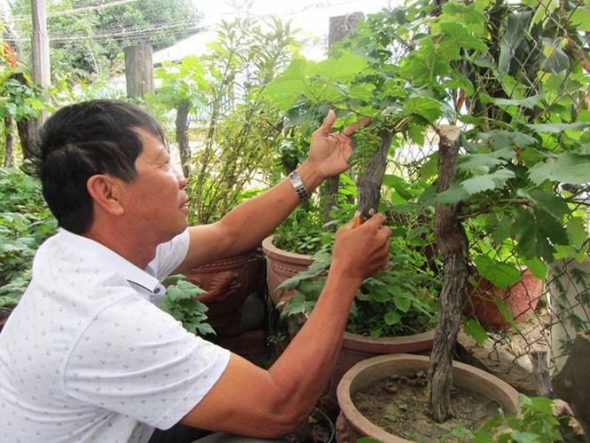 Ông Lang chăm sóc nho kiểng - Ảnh: Thiện Nhân