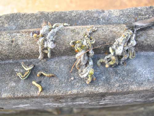 Sâu đo “tấn công”, học sinh phải nghỉ học