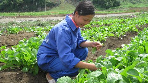 Số phận nghiệt ngã của người vợ bị chồng ép “hút” heroin