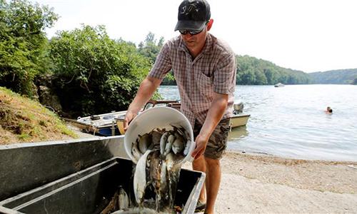 Sóng nhiệt khiến cá chết hàng loạt ở Thụy Sĩ