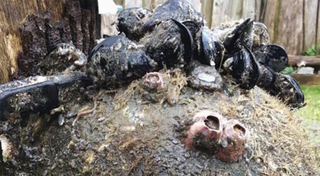 Sóng thần đưa một triệu sinh vật từ Nhật qua Mỹ - Ảnh 1.