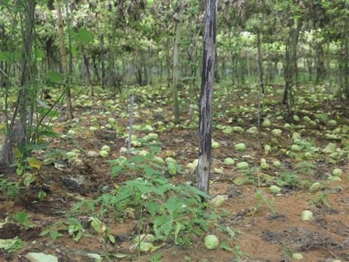 Su su rớt giá thảm hại, nông dân lấy làm phân bón ruộng