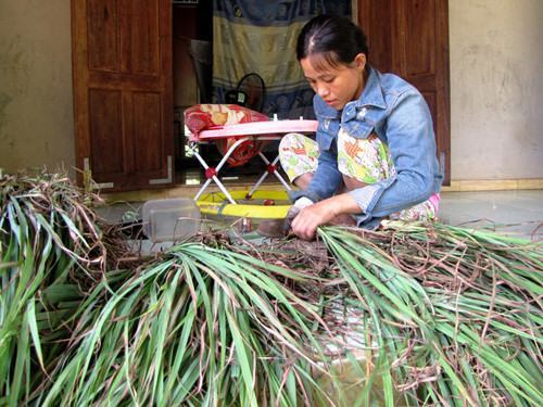 Sức sống ở làng thanh niên lập nghiệp: Làng trù phú dưới chân núi 1