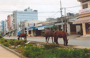 Súc vật thả rong