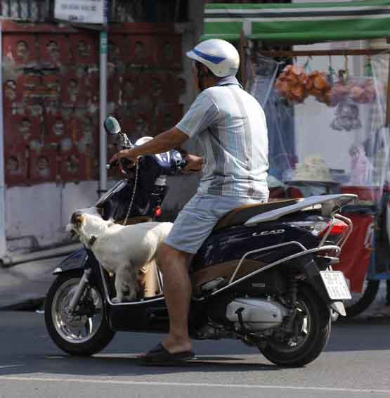 Súc vật gây tai nạn: Chuyện không thể đùa!