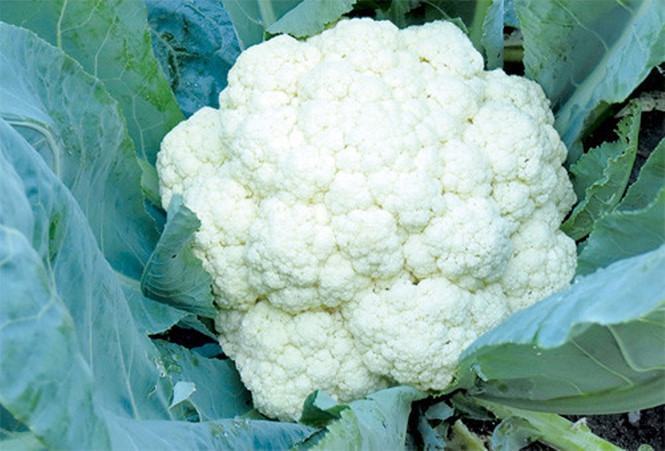 Tại sao bạn nên ăn súp lơ?