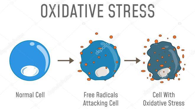 Các nhà khoa học phát hiện ra rằng ROS có thể tấn công và phản ứng với DNA. 