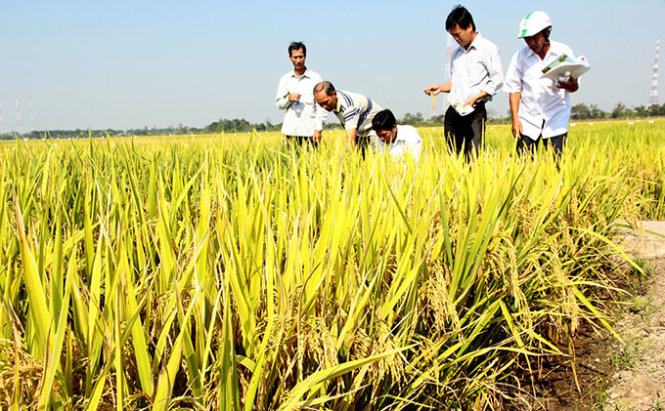 Tại sao có nhiều loại gạo người dân ăn không ngon?