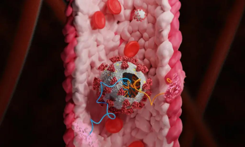 Tại sao Covid-19 có thể gây tổn thương mạch máu? - ảnh 1