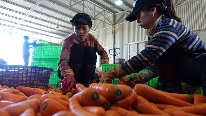 ​Tăng hàng cho miền Trung, giá rau tăng vọt 