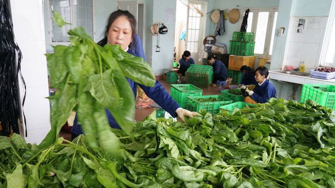 ​Tăng hàng cho miền Trung, giá rau tăng vọt 