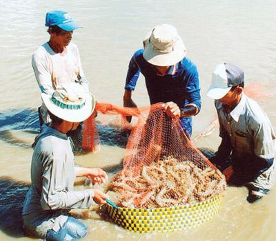 “Tạp chất” ngành thủy sản