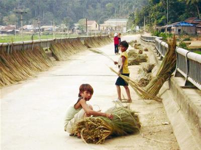 Tây Trà – Quảng Ngãi: Vào vụ đót, nhiều học sinh nghỉ học