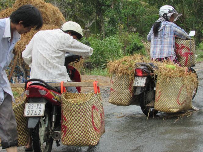 Thăm xứ sở mãng cầu xiêm Tân Phú Đông 