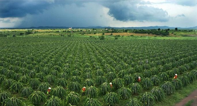 Thanh long Bình Thuận “mở khóa” vào Nhật Bản