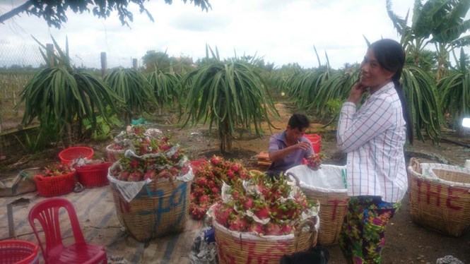 Nhà vườn ở H.Châu Thành thu hoạch thanh long ruột đỏ /// Ảnh: Khôi Nguyên