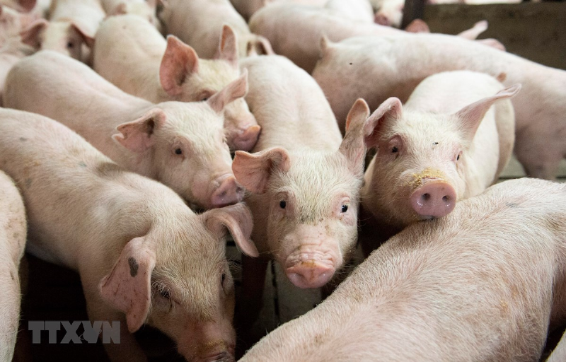 Thành phố Bắc Kinh đầu tư gần 120 triệu USD vào ngành nuôi lợn