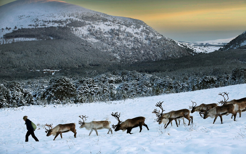 Theo chân ‘bạn đồng hành cùng ông già Noel ở Scotland