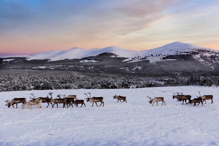 Theo chân ‘bạn đồng hành cùng ông già Noel ở Scotland - Ảnh 6.