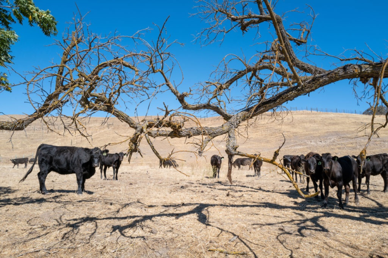  Thiên tai dồn dập tàn phá khắp thế giới - ảnh 2
