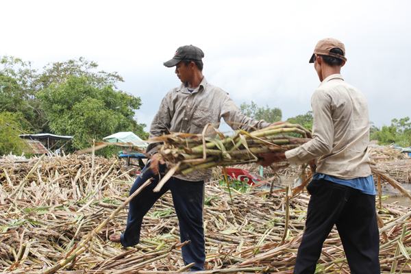 Thiếu nguyên liệu, nông dân “neo mía làm giá”