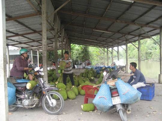 Thương lái lùng sục thu mua mít trở lại