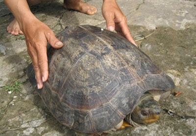 Tiền Giang: “Cụ rùa” nặng 13 kg