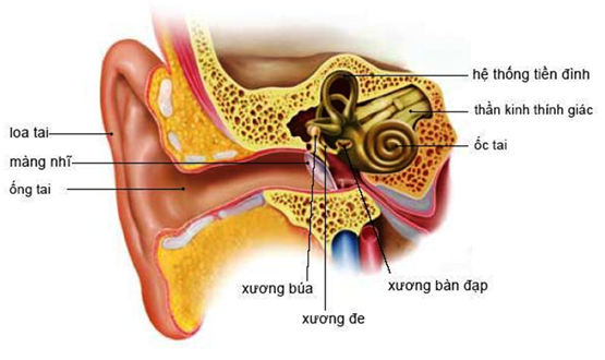 Rối loạn tiền đình ảnh hưởng đến cuộc sống