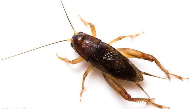 Loài dế địa phương Anurogryllus celerinictus /// entnemdept.ifas.ufl.edu