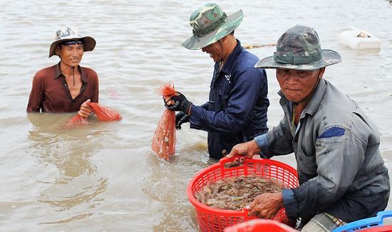 Tìm đường cho tôm bơi xa