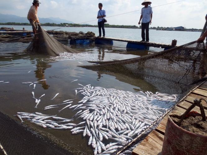 Tìm nguồn gây ô nhiễm, bồi thường cho ngư dân