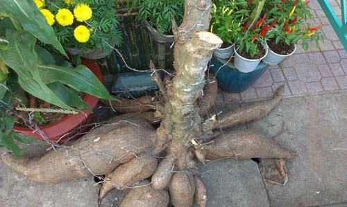 T&ograve;a th&aacute;nh T&acirc;y Ninh tổ chức Đại lễ v&iacute;a đức Ch&iacute; t&ocirc;n - ảnh 3