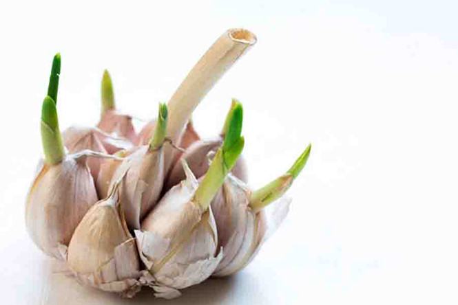 Tỏi mọc mầm có nên ăn?