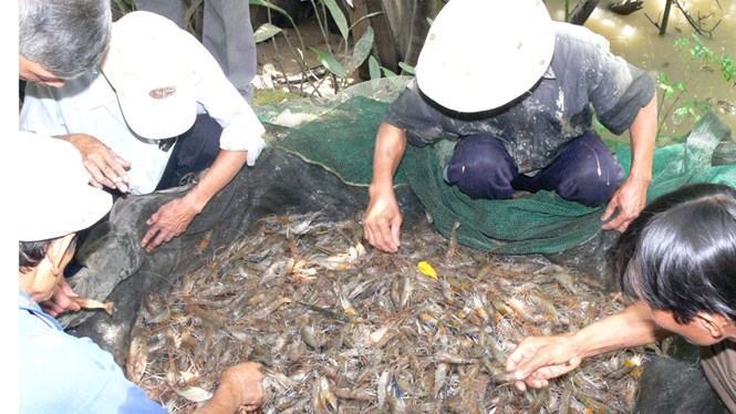 Thu hoạch tôm càng xanh nuôi vùng mặn ở Bến Tre /// Ảnh: Hoàng Vũ