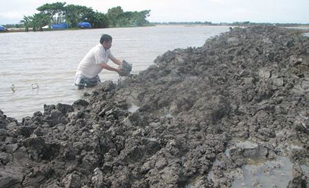 Gia cố đê bao bảo vệ lúa.                Ảnh: K.Q