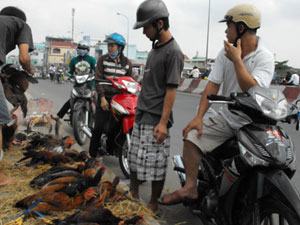 TP.HCM: Kinh doanh gia cầm trái phép giảm mạnh