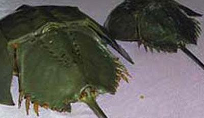 Trà Vinh: Ăn nhầm so biển, cả nhà nhập viện