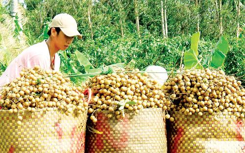 Trái cây ĐBSCL vào mùa – nỗi lo giá cả thất thường