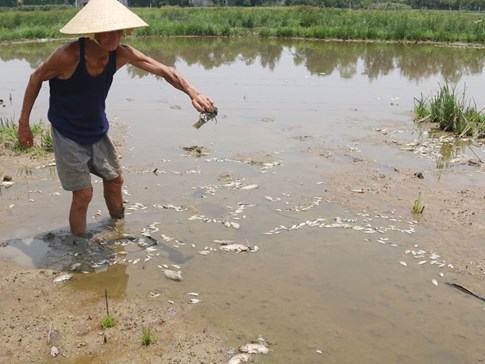 Từ đơn thư bạn đọc: Tràn nước thải, vật nuôi chết hàng loạt 1