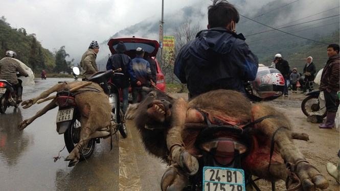 Trâu bò chết rét la liệt