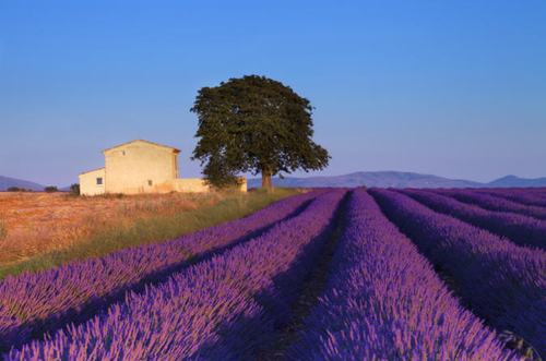 Trên những con đường xứ Provence