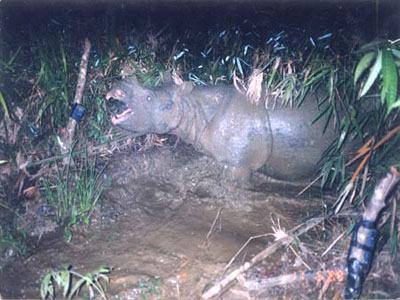 Triển lãm kêu gọi bảo vệ động vật hoang dã