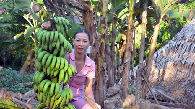 Trồng chuối gây quỹ giúp học trò nghèo