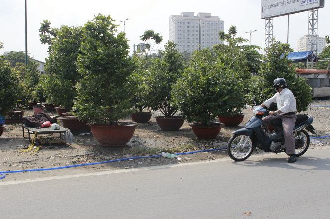 Hàng ngàn cây mai được chưng bán dọc hai bên cung đường Kha Vạn Cân (Thủ Đức) - Ảnh: Nguyễn Trí