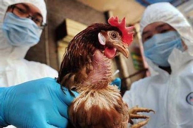Trung Quốc: Ca nhiễm cúm H5N6 ở người đầu tiên tại Bắc Kinh